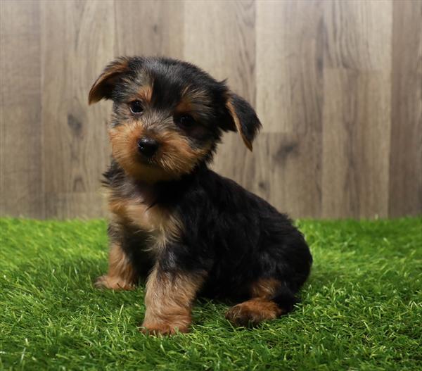 Yorkshire Terrier Puppy